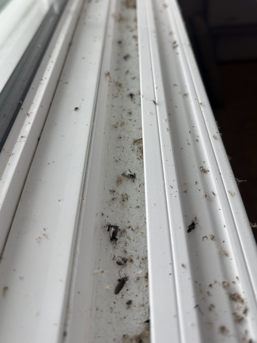 Window track packed with dirt, dead insects, and debris