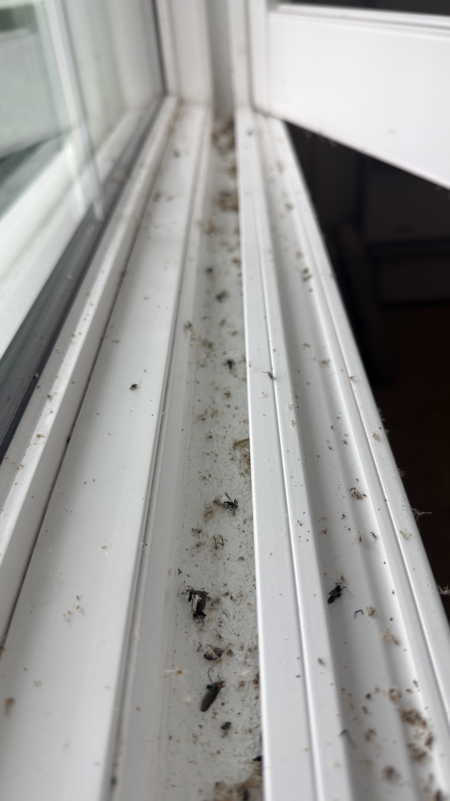 Window track packed with dead bugs, dust, and cobwebs before cleaning